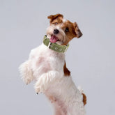 Medium To Large Nylon Tactical Dog Collar Adjustable And Durable